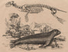 SEALS. Phoque commun (common Seal) /austral Squelette (Skeleton) 1834 print