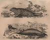 SEALS. Phoque commun (common Seal). Phoque à trompe (S (Elephant seal) 1834