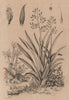 PLANTS. Phormion (New Zealand Flax) 1834 old antique vintage print picture