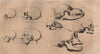 PHRENOLOGY. Petrus Camper's Facial Angles. Daubenton cerebral capacity 1834