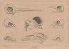 PHRENOLOGY. Skulls of birds 1834 old antique vintage print picture