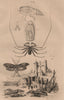 Phronime (Phronima). Phryganes (Caddisflies). Phryne (Whip Spider) 1834 print