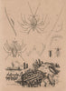 SEA LIFE. Phyllidia (Nudibranch). Phyllocères. Phyllosoma (Lobster larva) 1834