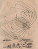 PHYLLOSOMA. Larval stage of spiny, slipper & coral lobsters. Crustaceans 1834
