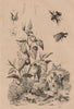 Phymatinae (Ambush Bugs). Physalis (Cape Gooseberry) 1834 old antique print