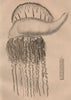 FISH. Physalie Atlantique (Portuguese Man o'War) 1834 old print