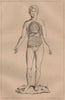 PHYSIOLOGY. Homme. Man. Visceres Viscera. Intestines Lungs 1834 old print