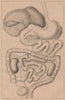 PHYSIOLOGY. Homme (appareil digestif). Digestive system 1834 old antique print