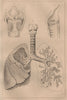 PHYSIOLOGY. Homme (organes de la respiration). Lungs Windpipe 1834 old print