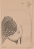 PHYSIOLOGY. Organes de Lactation (Chez la femme). Breast 1834 old print