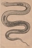 SNAKE PHYSIOLOGY. Organes de la Gènèration. Organs 1834 old antique print