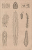 PHYSIOLOGY. Viscères (Viscera) des animaux articulés. Articulated animals 1834