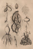 PLANT ROOTS. Physiologie Végétale 1834 old antique vintage print picture