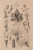 PLANTS. Physiologie Végétale. Leaves thorns flowers 1834 old antique print