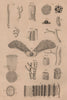 PLANTS. Physiologie Végétale. Sycamore seed 1834 old antique print picture