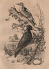 Pic Noir/Epeiche moyenne. Black & juvenile Great Spotted Woodpeckers 1834
