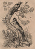 Pic grande Epeiche/Epeichette. Great & lesser spotted woodpeckers 1834 print
