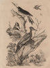 Dominican/white woodpecker. Chrysocolaptes lucidus - Greater Flameback 1834