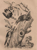 RED-HEADED WOODPECKER. Male Female Juvenile 1834 old antique print picture