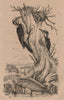 Pic Tridactyle (Eurasian Three-Toed Woodpecker). Picarel fish 1834 old print
