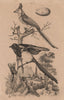 BIRDS. Pie (common Magpie). Pie Commandeur (White-throated Magpie-Jay) 1834