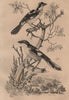 Pie-Grièche à tête rousse/méridionale (Southern Grey & woodchat shrikes) 1834
