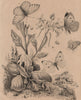 PIERIDAE BUTTERFLIES Cabbage/Small/Green veined/Black-veined white 1834 print