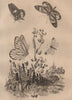 PIERIDAE BUTTERFLIES Pièride antonoe Euterpe tereas Leptalis amphione 1834
