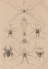 BIOLOGY. Phalangiens (Spider Crabs) I 1834 old antique vintage print picture