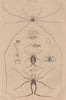 Common wood pigeon. Rock dove.European Turtle dove.Ramier Biset Tourterelle 1834