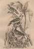 PIGEONS. Pink-headed fruit dove. Green pigeon. Mindoro bleeding-heart dove 1834