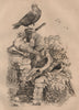 Pigeons. Cravatte français. Nonain capucin. Trembleur Paon (Fantail) 1834