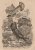 POUTER PIGEONS. Pigeon Cavalier faraud. Pigeon Lillois élégant. Lille 1834