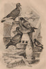 PIGEONS. Turkish. Bai doré Suisse swiss. Bagadais bâtard 1834 old print