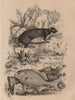 Pilobole (Muskrat). Pilori. Piméleptére (Kyphosus. Sea Chub) 1834 old print