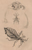 Phylliidae/Phyllidae. Leaf insects or walking leaves 1834 old antique print