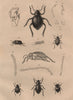 INSECTS. Pimélies (Pimelia - Darkling beetles) 1834 old antique print picture