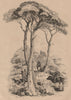 PINE TREE. Pin (Vue générale du genre) 1834 old antique vintage print picture
