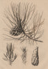 TREES. Pin Laricio. Pinus nigra var. corsicana (Corsican Black Pine) 1834