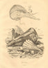 MOLLUSCS. Pinne Marine (Atrina/Ham Sea) 1834 old antique vintage print picture