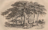 TREES. Pippal (Sacred Fig Tree) 1834 old antique vintage print picture