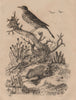 ANIMALS. Pipa (Surinam toad). Pipit bird 1834 old antique print picture