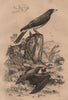 Pipistrelle bat. Pique Boeuf (Oxpecker) 1834 old antique vintage print picture