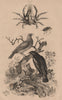 Pirol (Oriole). Pise (Pisa Crab). Pissode (Weevil) 1834 old antique print