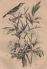 Pitpit. Pivoine (Peony) 1834 old antique vintage print picture