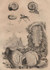 Windowpane oyster. Planarian. Aporus planiceps (Spider wasp). Planorbella 1834