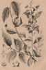 PLANTS. Plaqueminier (Persimmon). Platychilier 1834 old antique print picture