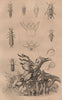 BEETLES. Platypus cylindrus (oak pinhole borer). Plectes. Carabus. Cychrus 1834