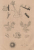 ANIMALS. Plumatella & Cristatella. Bryozoans. Moss Animals 1834 old print