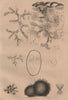 BRYOZOA. Plumatella & Alcyonella 1834 old antique vintage print picture